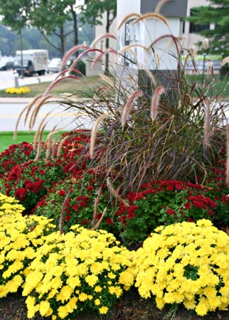 Flower Program 20